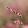 100 PINKWEED Smartweed Pink Knotweed Polygonum Wetland Flower Herb Seeds