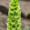 150 BELLS OF IRELAND ( Lady In The Bathtub / Shell Flower ) Moluccella Laevis Green Flower Seeds