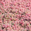 25 Spanish STONECROP / SEDUM HISPANICUM Groundcover Flower Seeds