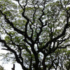 20 WOMAN'S TONGUE TREE White Mimosa Nectar Flower Albizia Lebbeck Legume Seeds