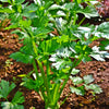 Cutting Leaf Celery Seeds – Apium Graveolens European Chinese Herb – photo 8