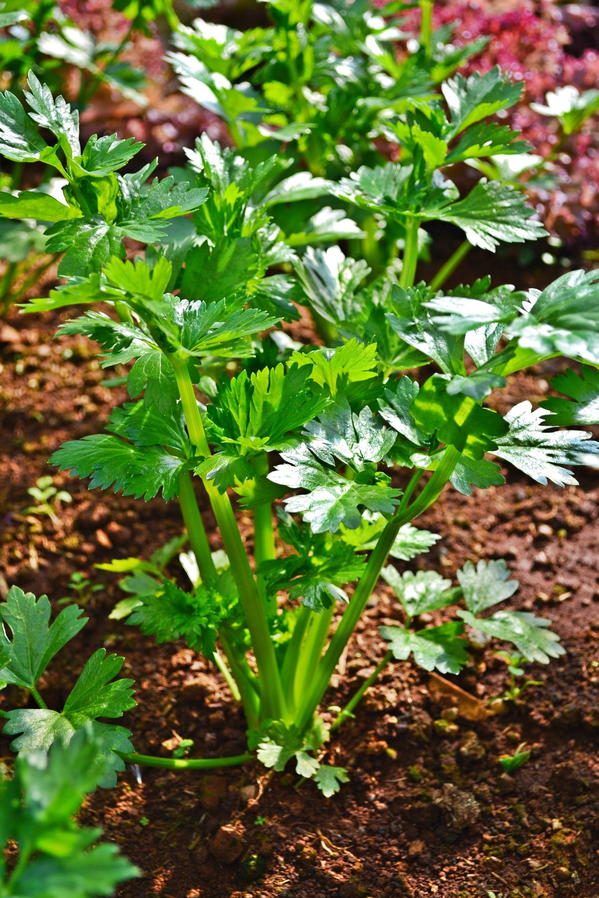 Cutting Leaf Celery Seeds – Apium Graveolens European Chinese Herb – photo 8
