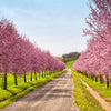 3 NEMAGUARD PEACH TREE Prunus Persica Fruit Pink Flower Seeds