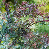 10 PURPLE ACACIA Baileyana Purpurea Fernleaf Mimosa Cootamundra Wattle Tree Yellow Flower Seeds