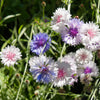 750 White BACHELOR'S BUTTON / CORNFLOWER Centaurea Cyanus Flower Seeds