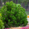 25 MUGO PINE Dwarf Evergreen Pinus Pumilio Shrub Seeds