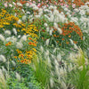 30 WHITE FOUNTAIN GRASS Pennisetum Villosum Ornamental Flower Seeds