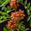 10 COMMON LICORICE Liquorice Glycyrrhiza Glabra Herb Purple Flower Seeds