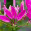 200 CHERRY QUEEN CLEOME Spinosa Hassleriana Carmine Rose Spider Flower Seeds