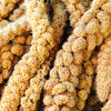 100 FOXTAIL MILLET Setaria Italica Ornamental Grass Flower Seeds