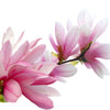 5 SAUCER MAGNOLIA x Soulangeana Denudata & Liliiflora 5 - 10" Pink & White Flower Tulip Tree Seeds