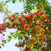 English Hawthorn Tree Seeds – Edible Fruit Flower Mayflower Crataegus Laevigata – photo 3