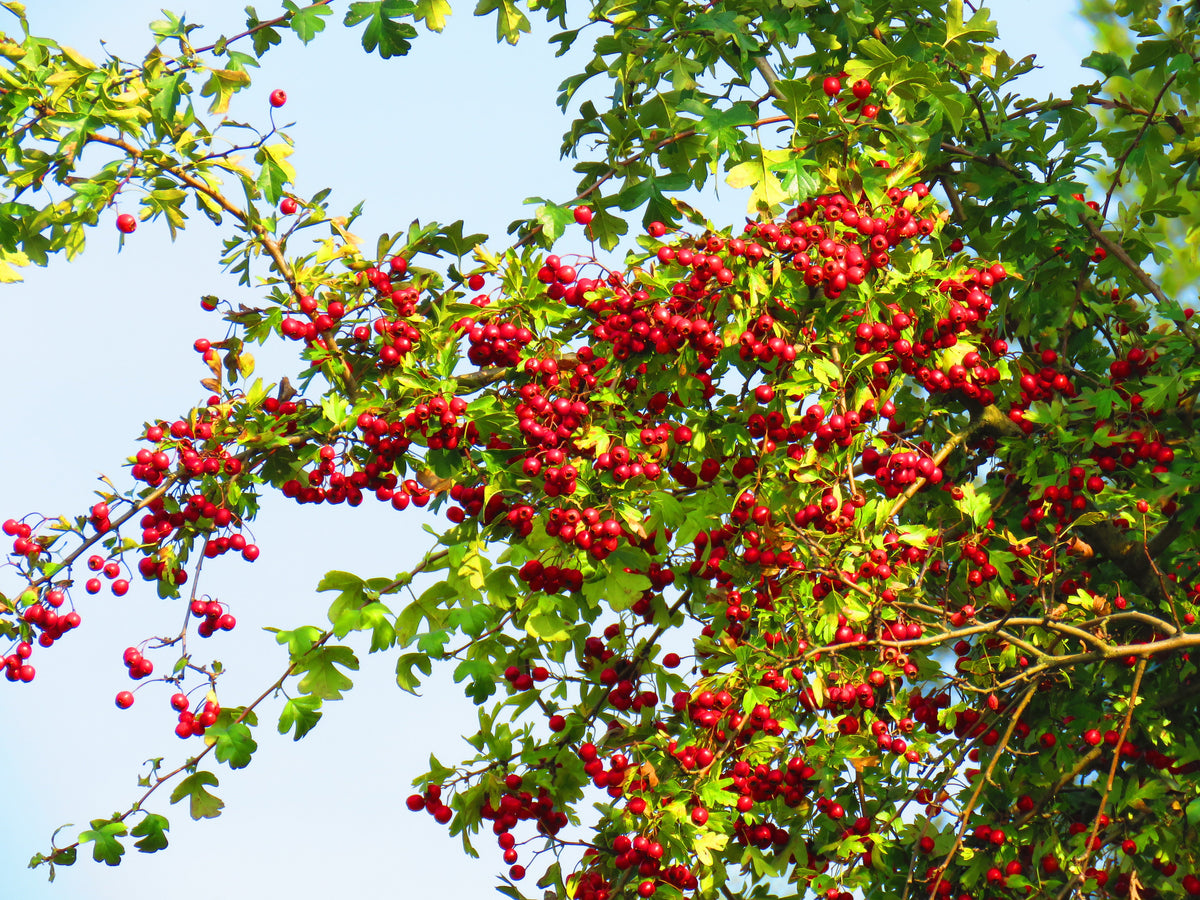 English Hawthorn Tree Seeds – Edible Fruit Flower Mayflower Crataegus Laevigata – photo 3