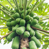30 PAPAYA MELON Fruit TREE Carica Papaya Seeds