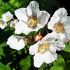 50 THIMBLEBERRY Rubus Parviflorus Edible Red Berry Fruit Native White Flower Sun or Shade Shrub Seeds