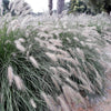 25 DWARF FOUNTAIN GRASS Pennisetum Alopecuroides Hardy Ornamental White Plume Seeds
