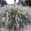 25 DWARF FOUNTAIN GRASS Pennisetum Alopecuroides Hardy Ornamental White Plume Seeds
