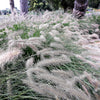 25 DWARF FOUNTAIN GRASS Pennisetum Alopecuroides Hardy Ornamental White Plume Seeds
