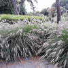25 DWARF FOUNTAIN GRASS Pennisetum Alopecuroides Hardy Ornamental White Plume Seeds
