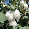 50 SUMMER CARNIVAL HOLLYHOCK Double Mixed Colors Red Pink White Yellow Peach Alcea Rosea Flower Seeds