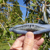 7 BLUE SAUSAGE FRUIT Edible & Ornamental Decaisnea Fargesii Tree Shrub Seeds