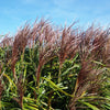 10 RED MAIDEN GRASS Miscanthus Sinensis Plumes Ornamental Flower Seeds