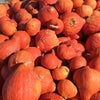 30 GOLDEN HUBBARD SQUASH Genesee Red Buttercup Cucurbita Pepo Vegetable Seeds