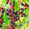 30 BLACK CHERRY Fruit Tree Prunus Serotina Fragrant White Flowers Seeds