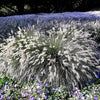 25 DWARF FOUNTAIN GRASS Pennisetum Alopecuroides Hardy Ornamental White Plume Seeds