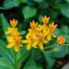 10 SILKY GOLD MILKWEED Butterfly Weed Asclepias Curassavica Monarch Flower Seeds