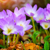 10 AUTUMN CROCUS Colchicum Autumnale Meadow Saffron Flower Seeds