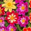 50 MIXED COLLARETTE DAHLIA Variabilis Two Tone Mix of Red Pink Purple White Yellow Maroon Peach Flower Seeds