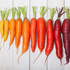 500 RAINBOW CARROT MIX White Red Yellow Purple Orange Daucus Carrota Seeds