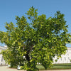 Persian 'Bearss' Lime Tree (FL)