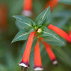 10 Red CIGAR PLANT Mexican Firecracker Cuphea Ignea Hummingbird Flower Seeds