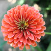 250 SALMON QUEEN ZINNIA Elegans California Giant Double Flower Seeds