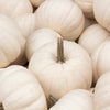 5 WHITE CASPER PUMPKIN White Skin Orange Flesh Cucurbita Maxima Vegetable Seeds