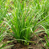 500 CHINESE LEEK (Oriental Garlic / Garlic Chives / Chinese Chives / Flat Chives) Allium Tuberosum Vegetable Seeds