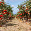 25 POMEGRANATE TREE Punica Granatum Red Fruit Seeds