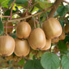 100 KIWI FRUIT Kiwi Actinidia Vine Seeds (Kiwifruit / Hardy Kiwi / Tara Vine / Yang Tao / Chinese Gooseberry / Chinese Strawberry)