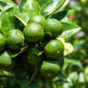 15 KEY LIME Citrus Aurantifolia Fruit Tree Shrub Seeds