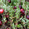 Perennial Cranberry Seeds – American Vaccinium Macrocarpon Red Fruit Bush – photo 7