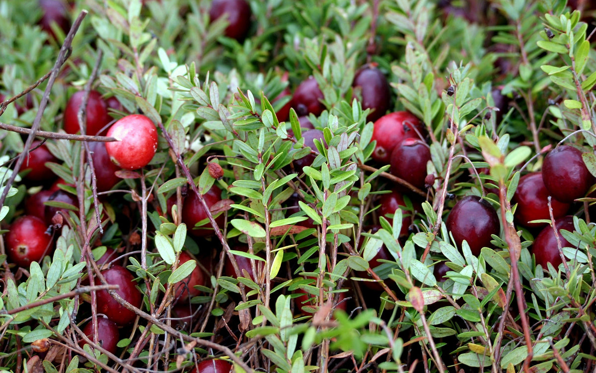Perennial Cranberry Seeds – American Vaccinium Macrocarpon Red Fruit Bush – photo 7