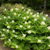 10 SOLOMON'S SPIKE White Western False Seal Maianthemum Racemosum Flower Seeds