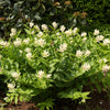 10 SOLOMON'S SPIKE White Western False Seal Maianthemum Racemosum Flower Seeds