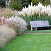 200 WHITE PAMPAS GRASS Cortaderia Selloana Ornamental Flower Seeds