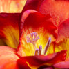 5 ROYAL CHAMPION Mix FREESIA Mixed Colors Pink Blue Purple Yellow Red Orange Flower Seeds