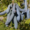 7 BLUE SAUSAGE FRUIT Edible & Ornamental Decaisnea Fargesii Tree Shrub Seeds