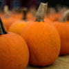 Small Sugar Pumpkin Seeds – Orange Pie or Carving Cucurbita Pepo Vegetable – photo 4