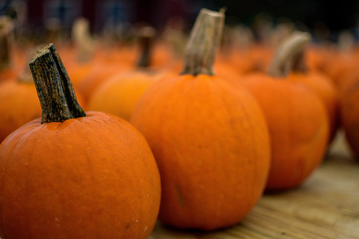 Small Sugar Pumpkin Seeds – Orange Pie or Carving Cucurbita Pepo Vegetable – photo 4
